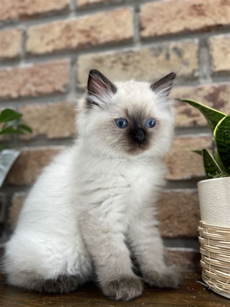 Brightstone Ragdoll Cattery. . Kittens for sale rochester ny